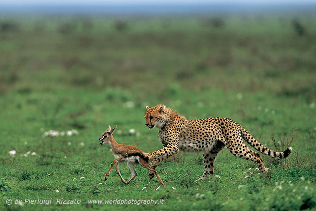 Cheetah cub and fawn